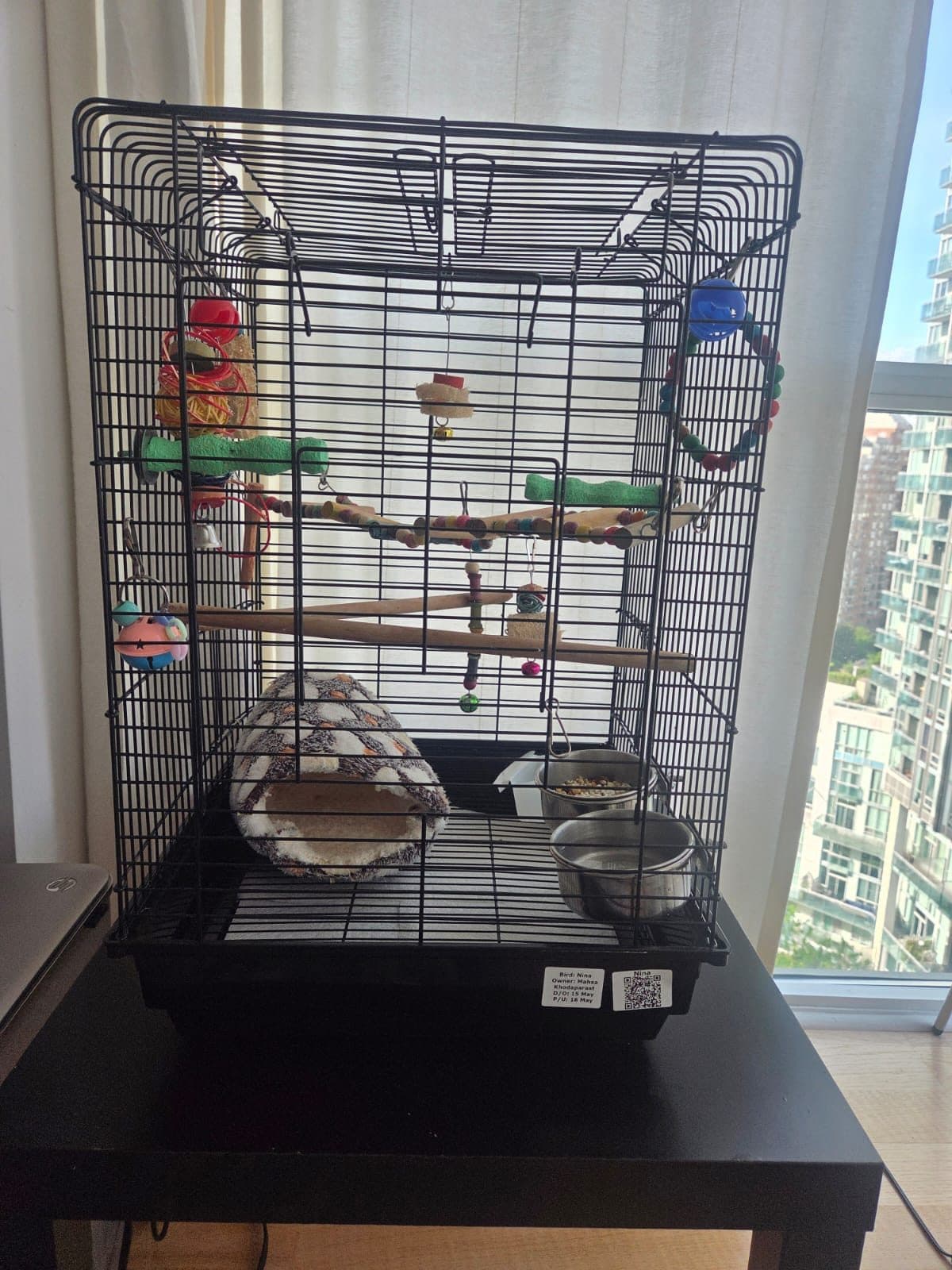 Introducing Your Bird to New Foods: A Toronto Adopter's Guide