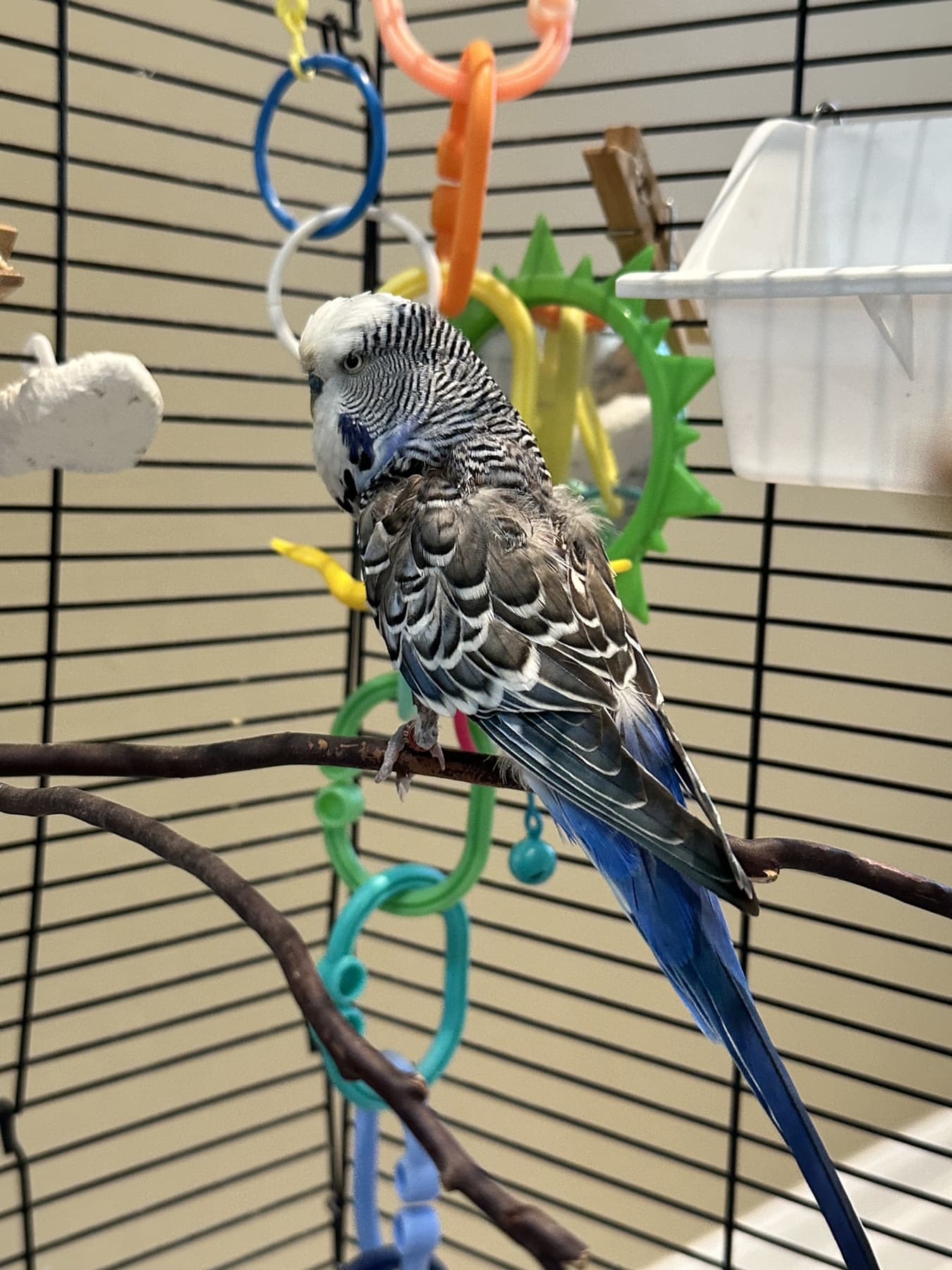 Babalu, available for adoption — photo 1 of 5