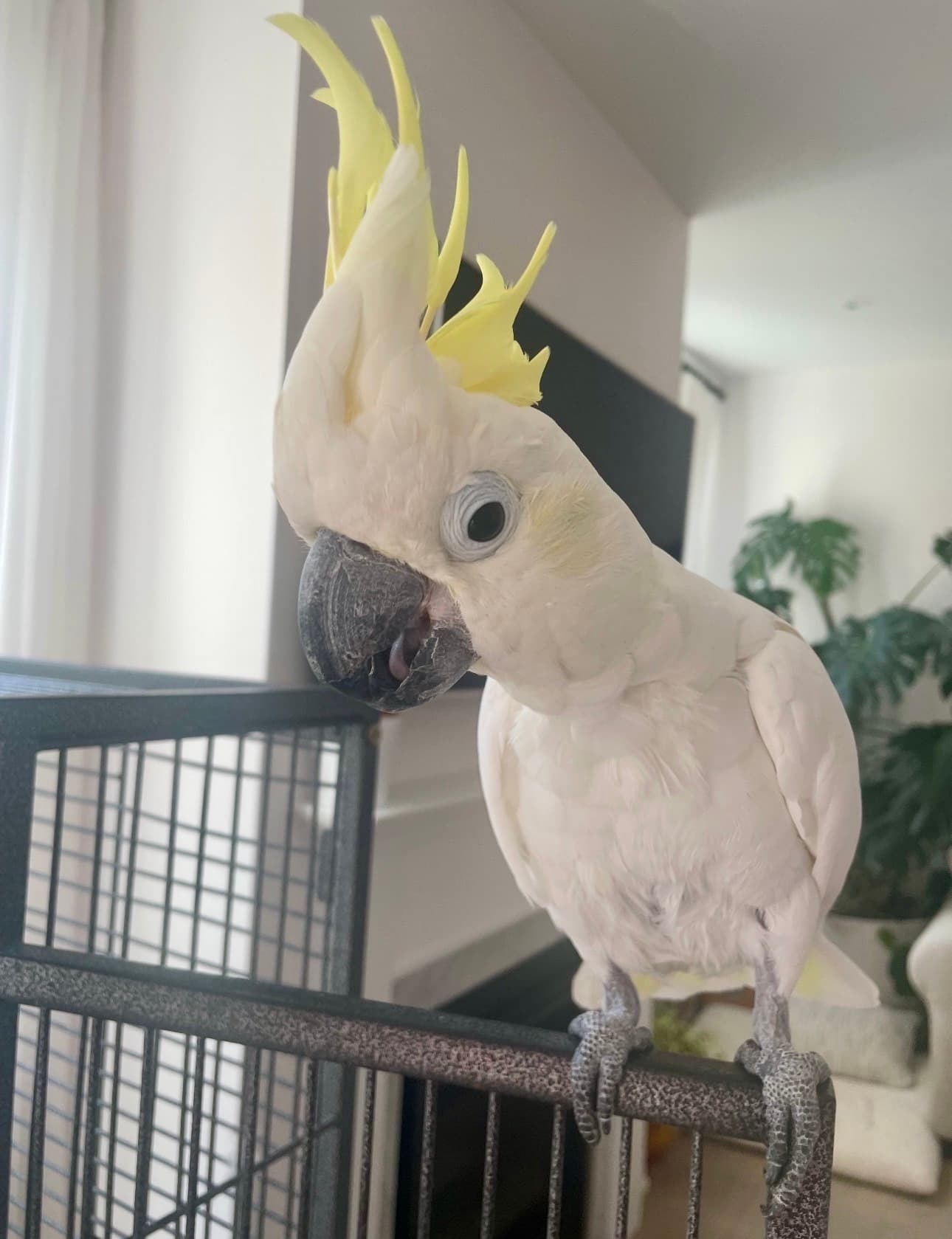 Maui, available for adoption — photo 1 of 3