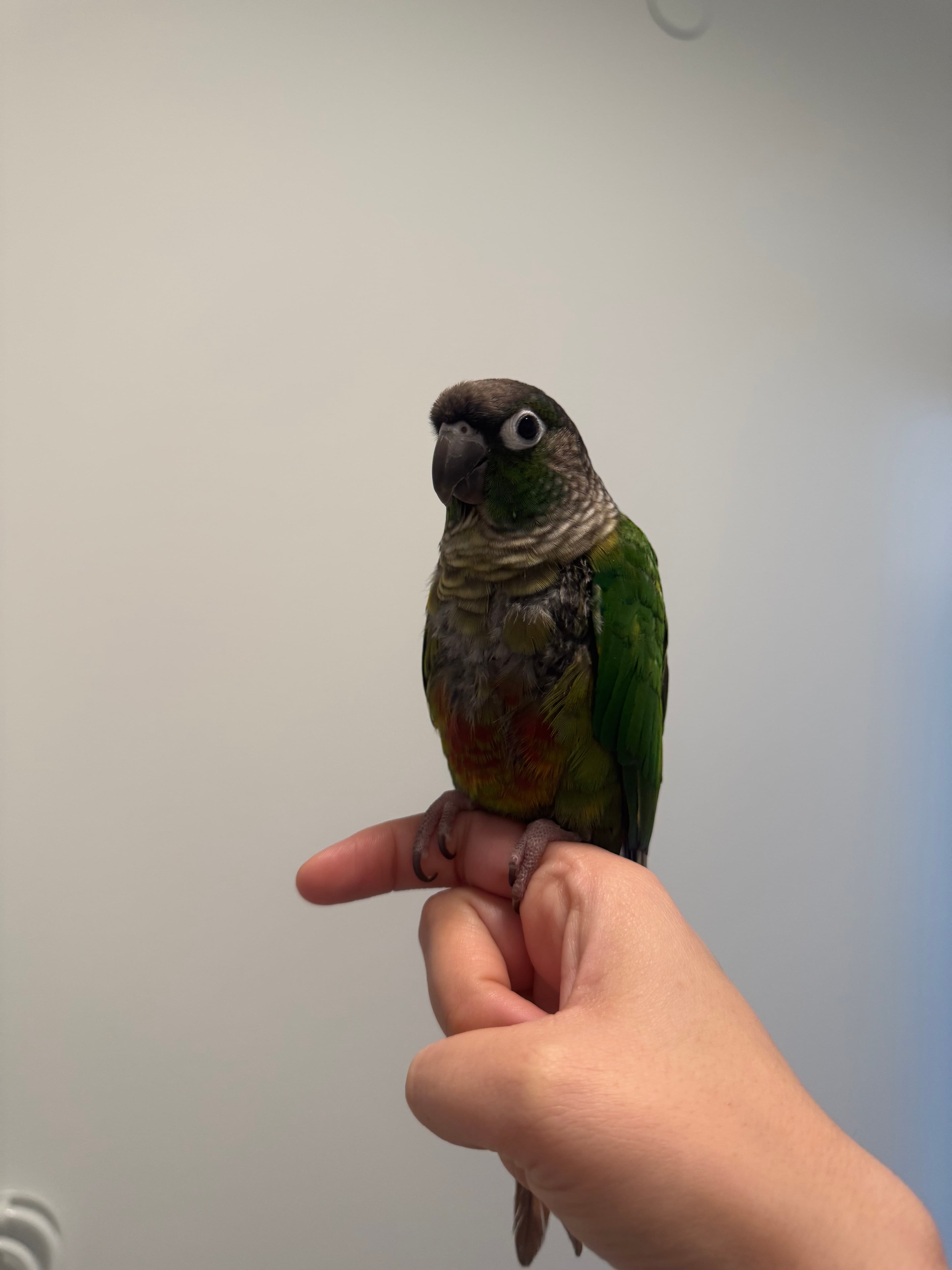 Kiwi, available for adoption — photo 1 of 1