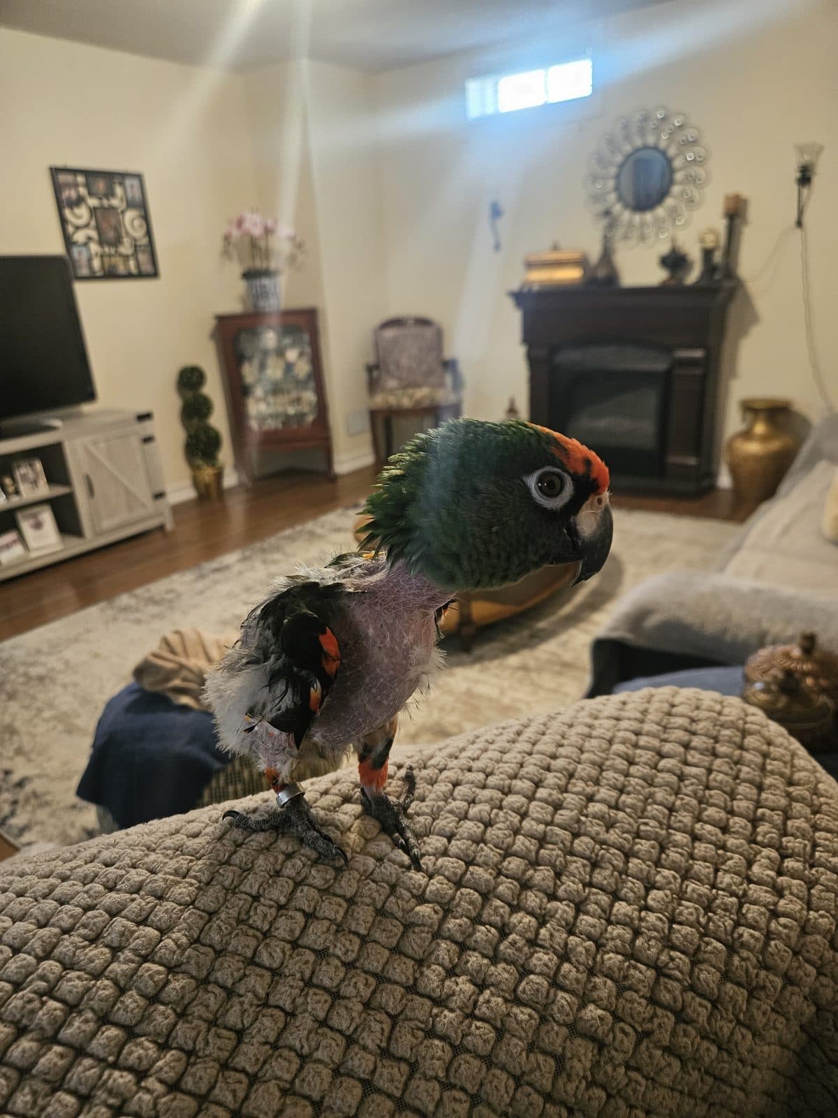 Understanding and Managing Molting in Companion Birds: A Toronto Owner's Guide