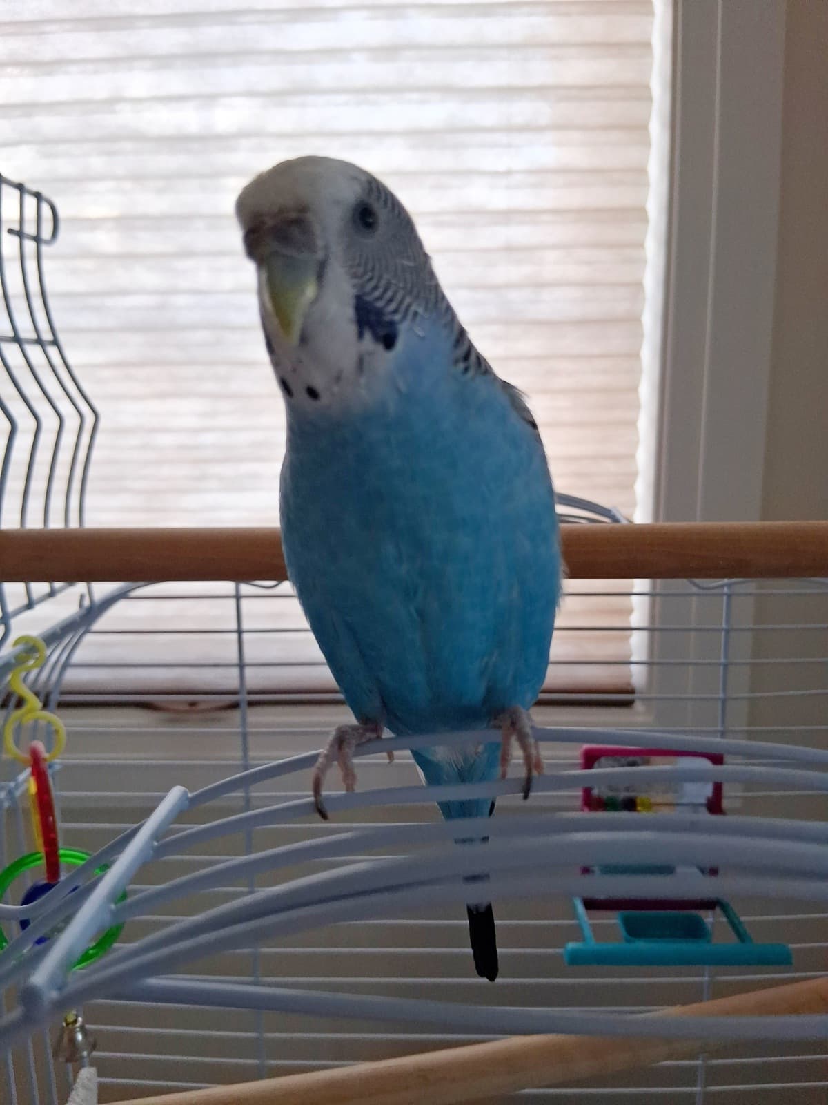 Tipsy, a Budgie available for adoption in Mississauga, ON