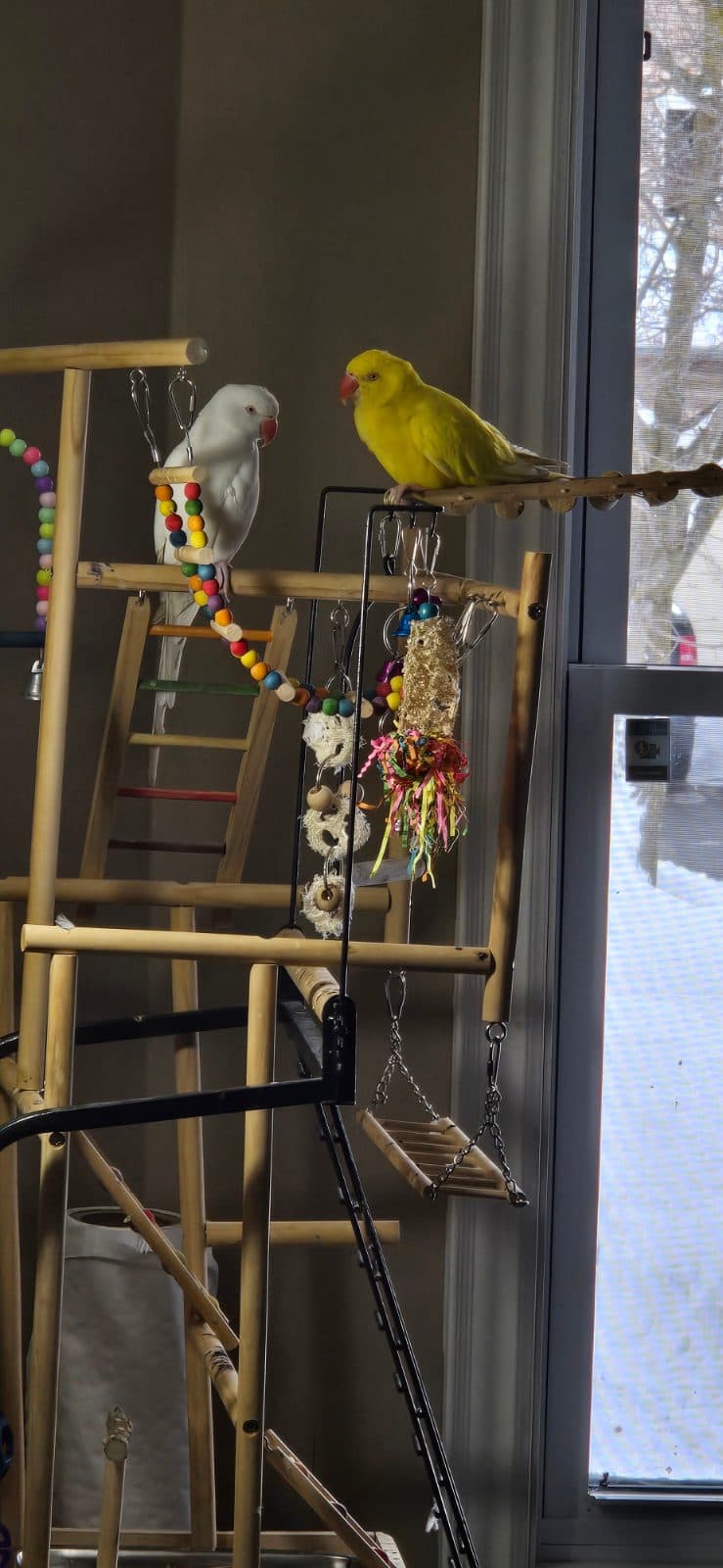 Understanding and Managing Screaming in Companion Birds: A Toronto Guide