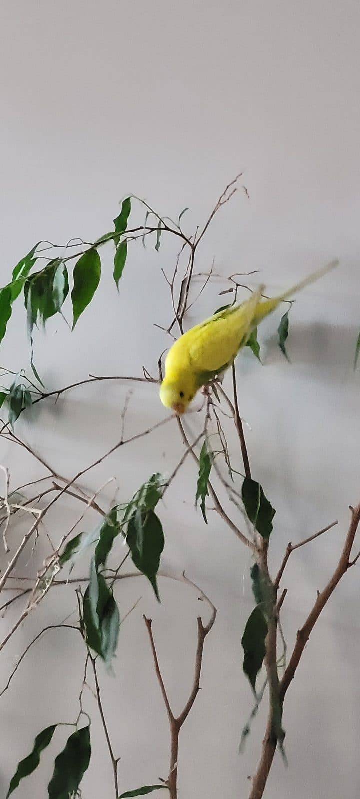 Luna, a Budgie available for adoption in Ajax, ON