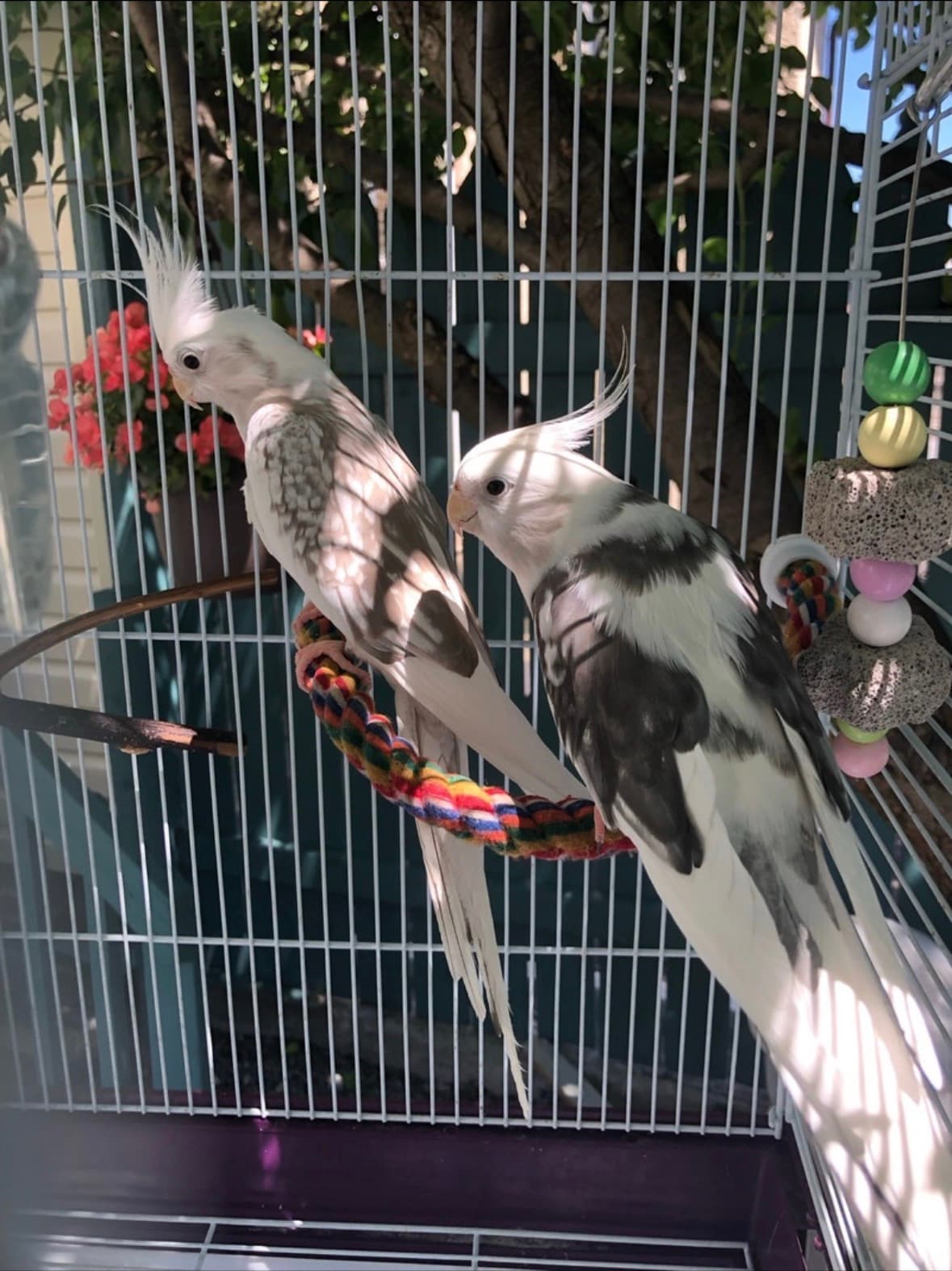 Sunny & Bunny, a Cockatiel available for adoption in Cornwall, ON
