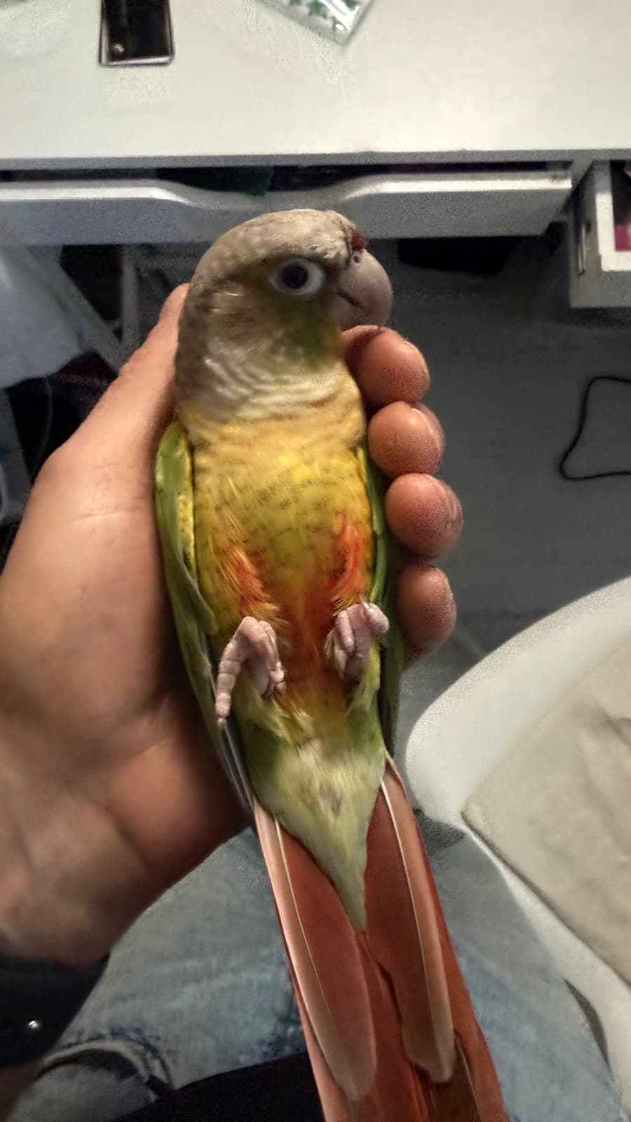 Kiki, a Conure available for adoption in Toronto, ON