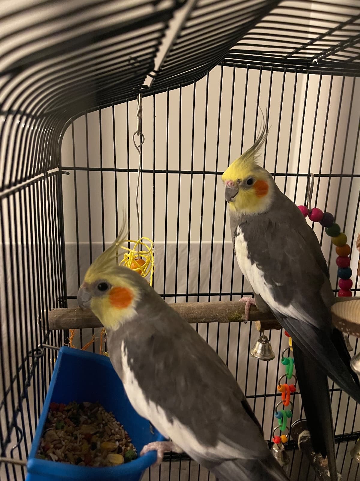 Fire and cracker, available for adoption — photo 1 of 1