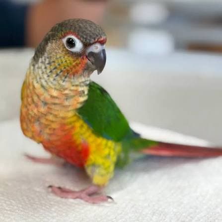 Rocky, a Conure available for adoption in Vernon, BC
