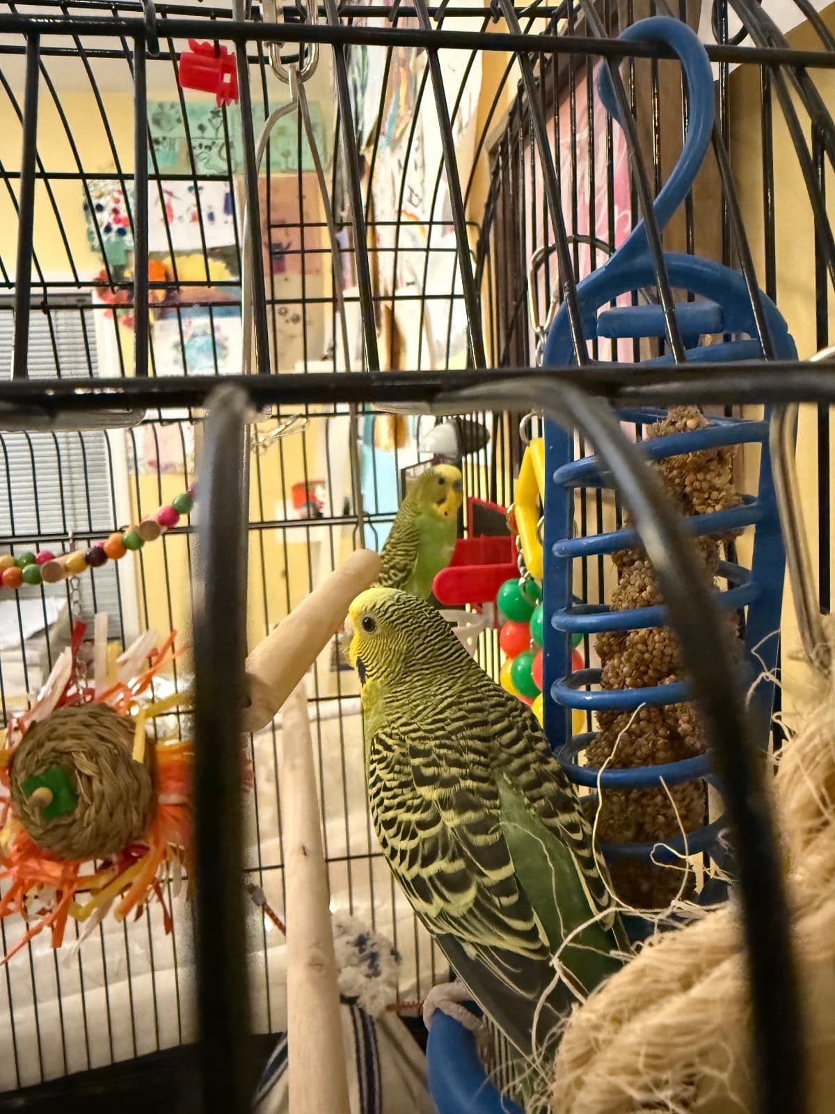 Bingo and Ivy, a Budgie available for adoption in Richmond, BC