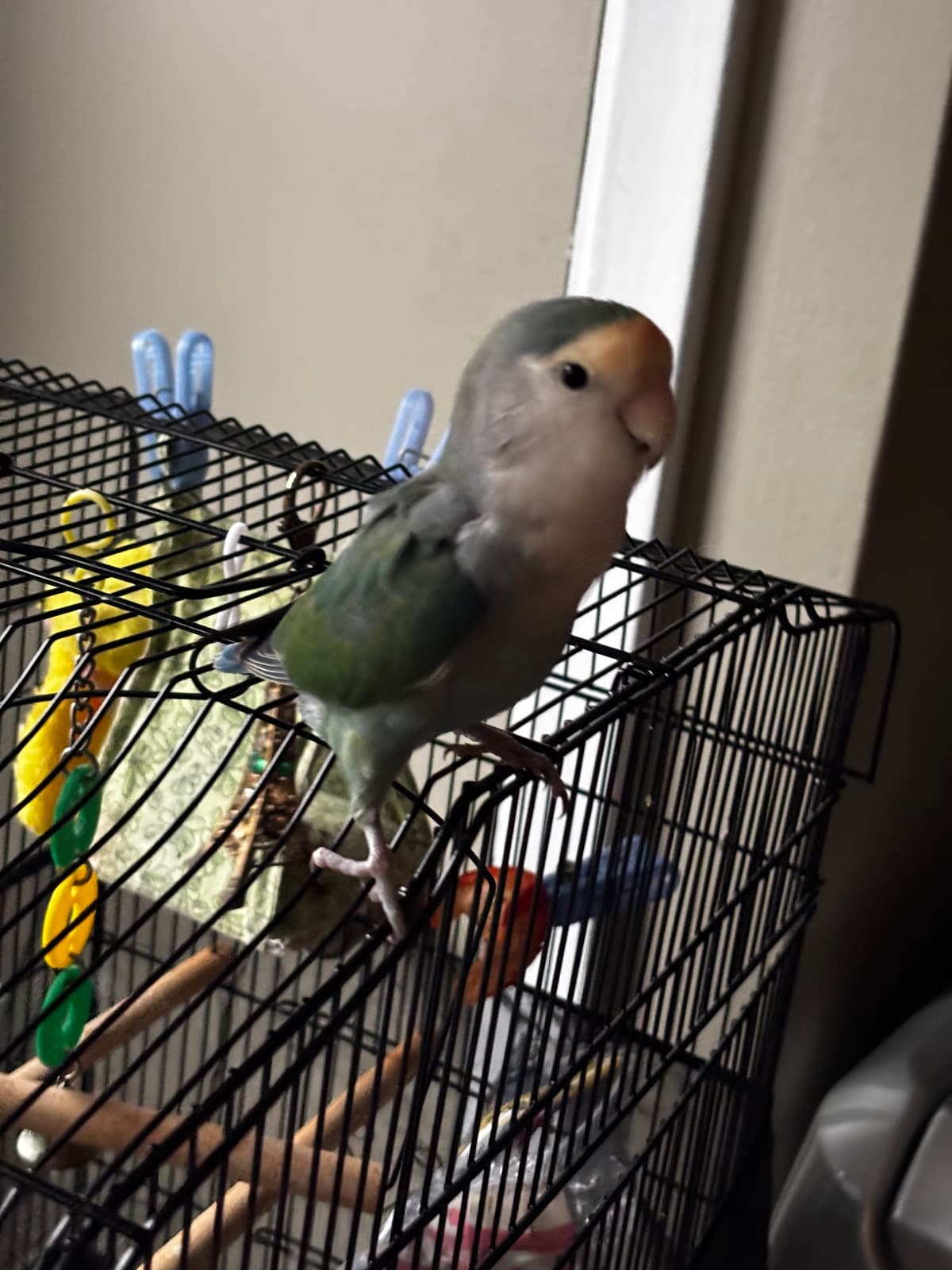 Finding a Bird Sitter in Toronto: A Practical Guide for Owners