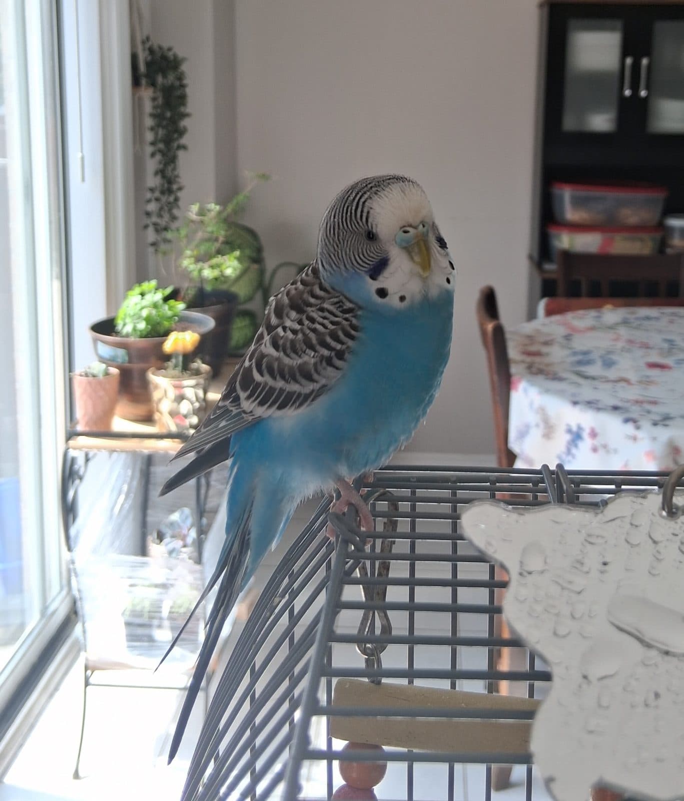Ceila, a Budgie available for adoption in Brampton, ON