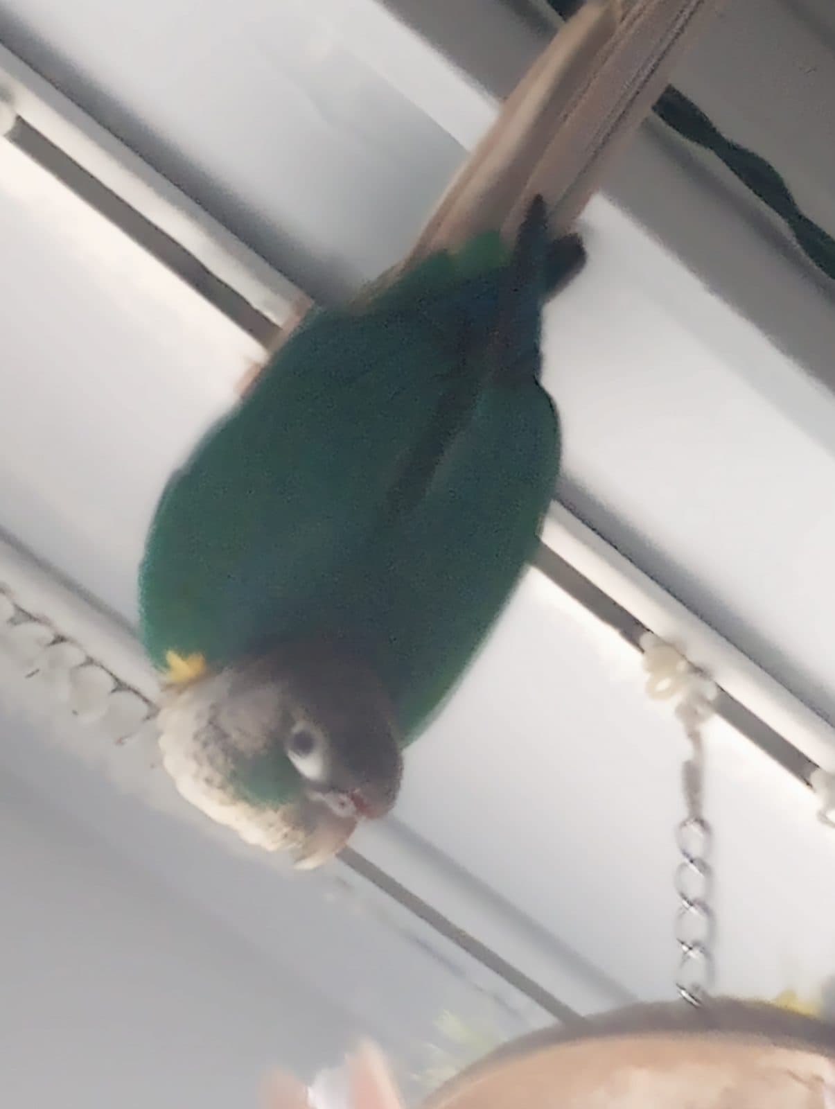 Jonny and Kevin, a Conure available for adoption in Toronto, ON