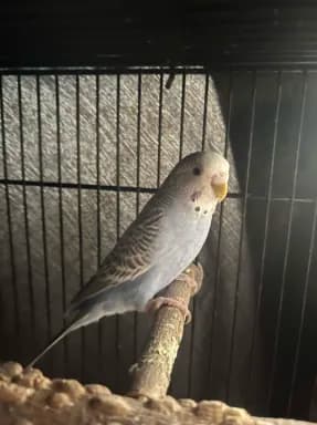 Chini, a Budgie available for adoption in Mississauga, ON