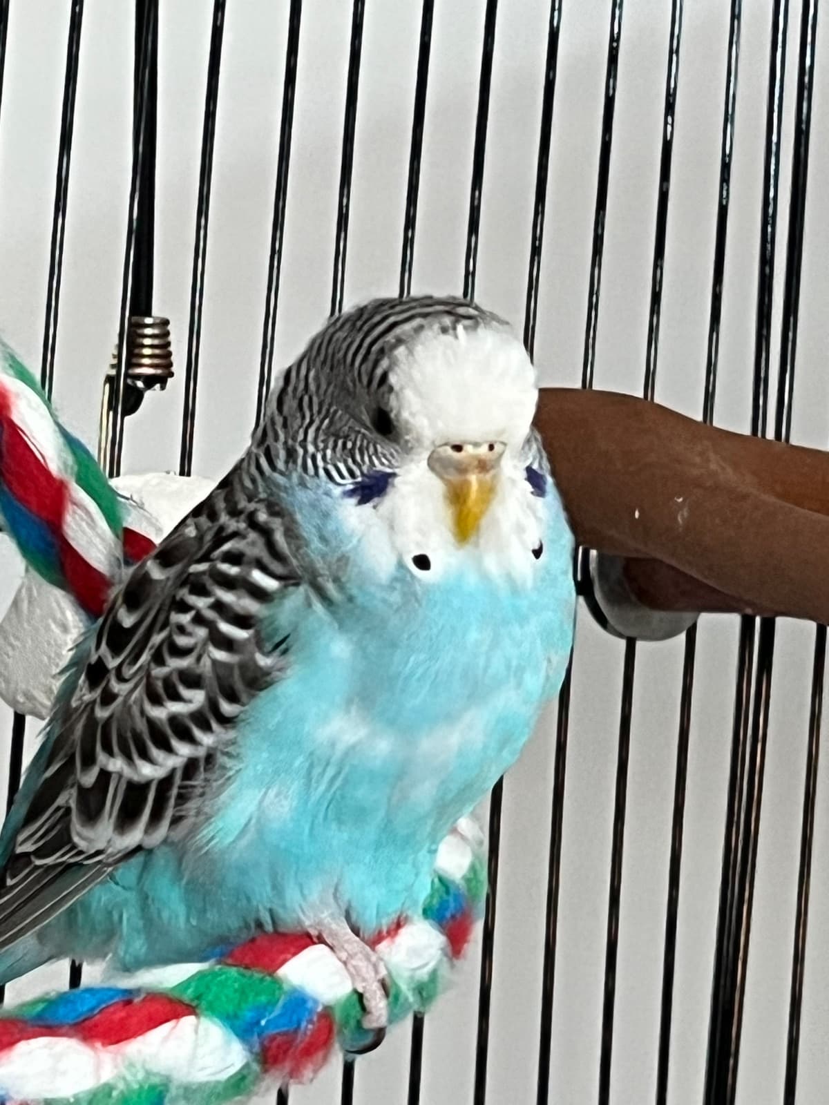 Mithoo, a Budgie available for adoption in Brampton, ON