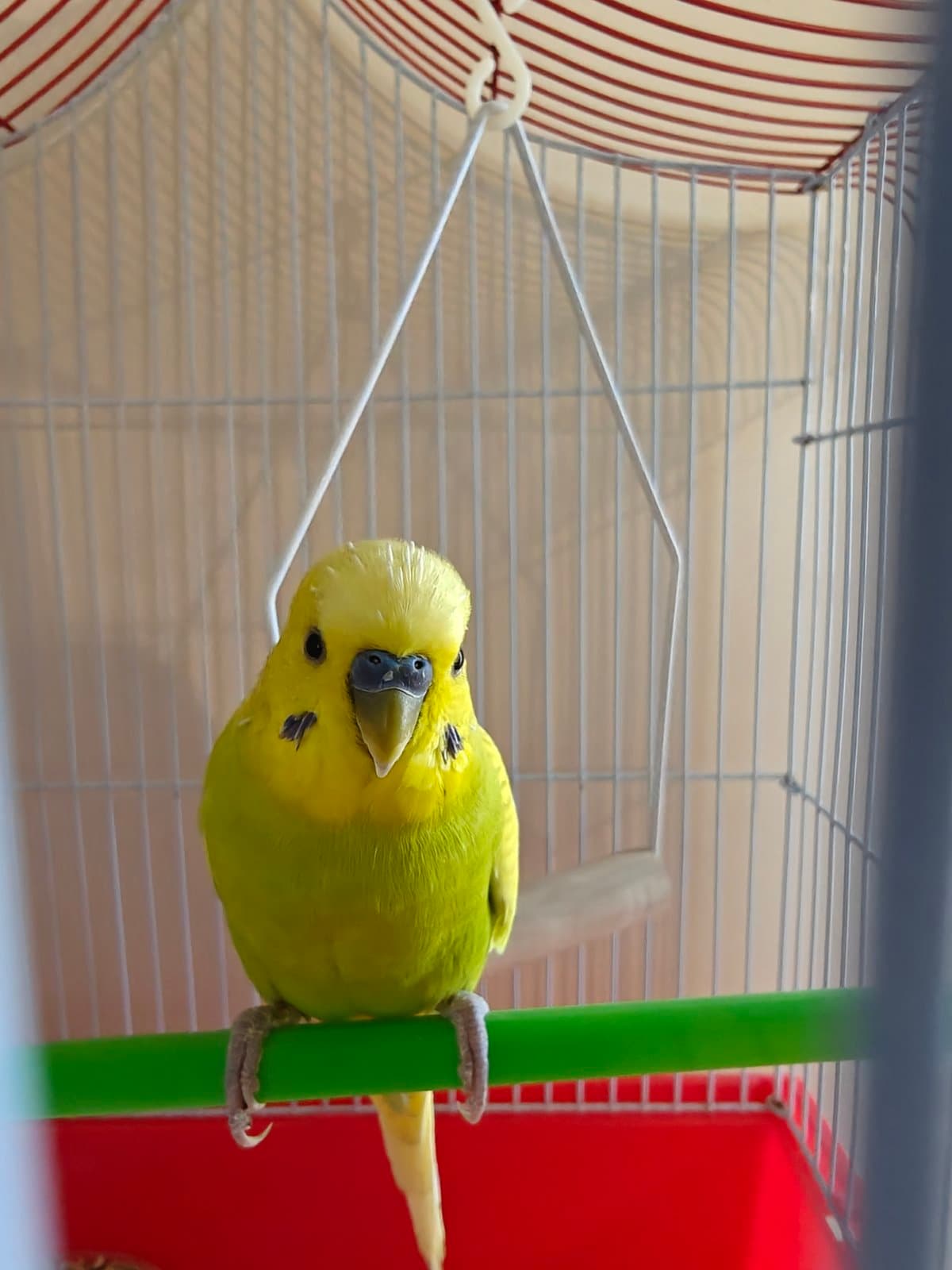 Limi, a Budgie available for adoption in Toronto, ON
