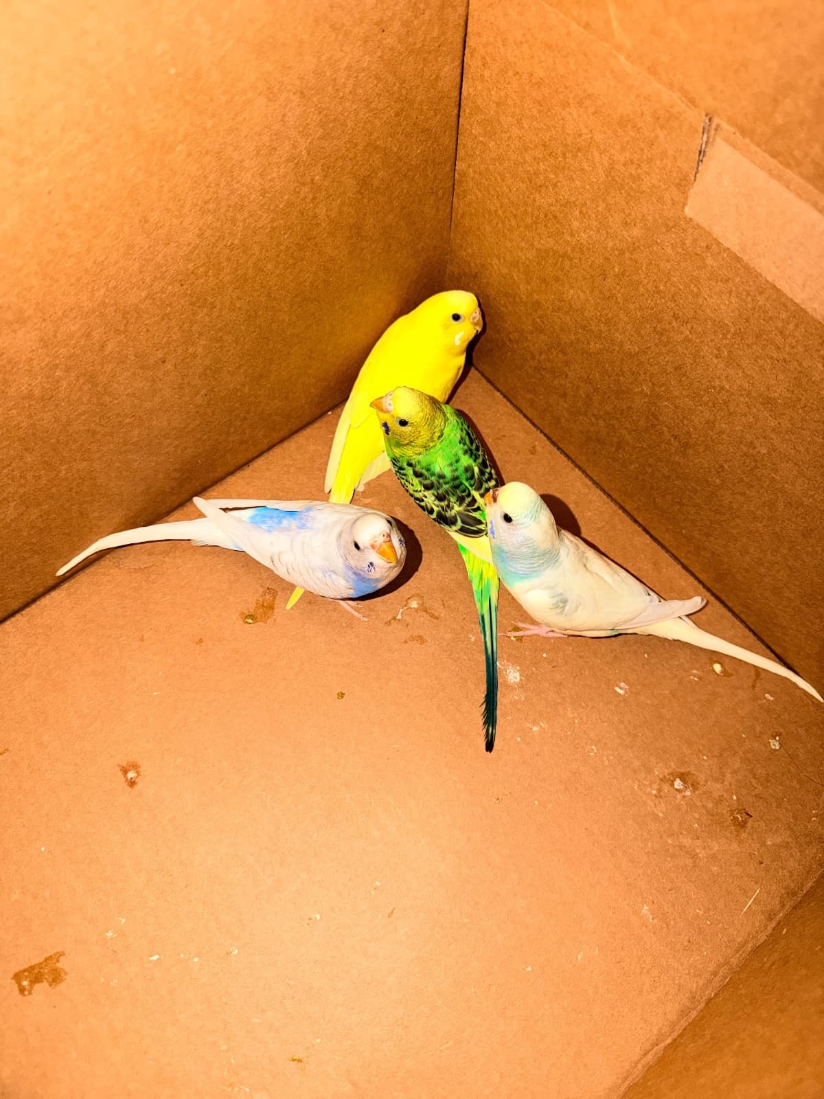 Pesto and pearly, a Budgie available for adoption in Calgary, AB