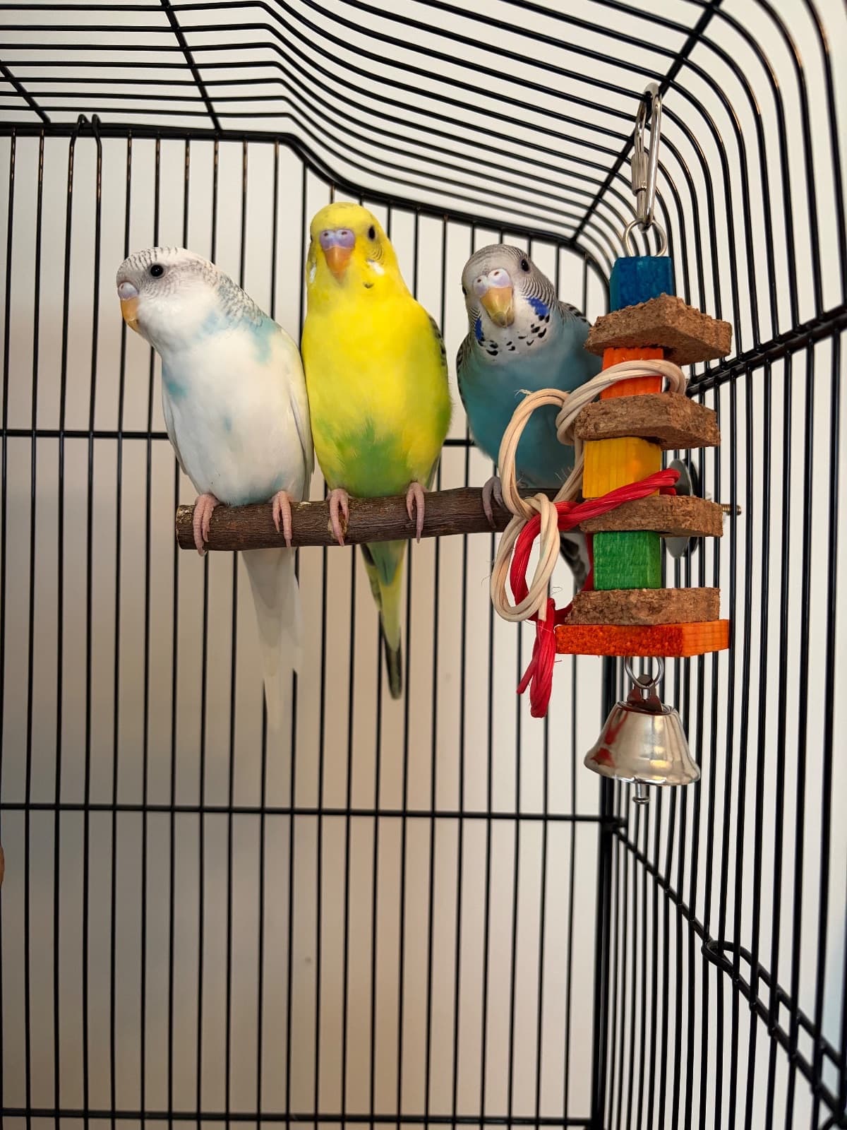 bluey, snowy, sunny, a Budgie available for adoption in Toronto, ON