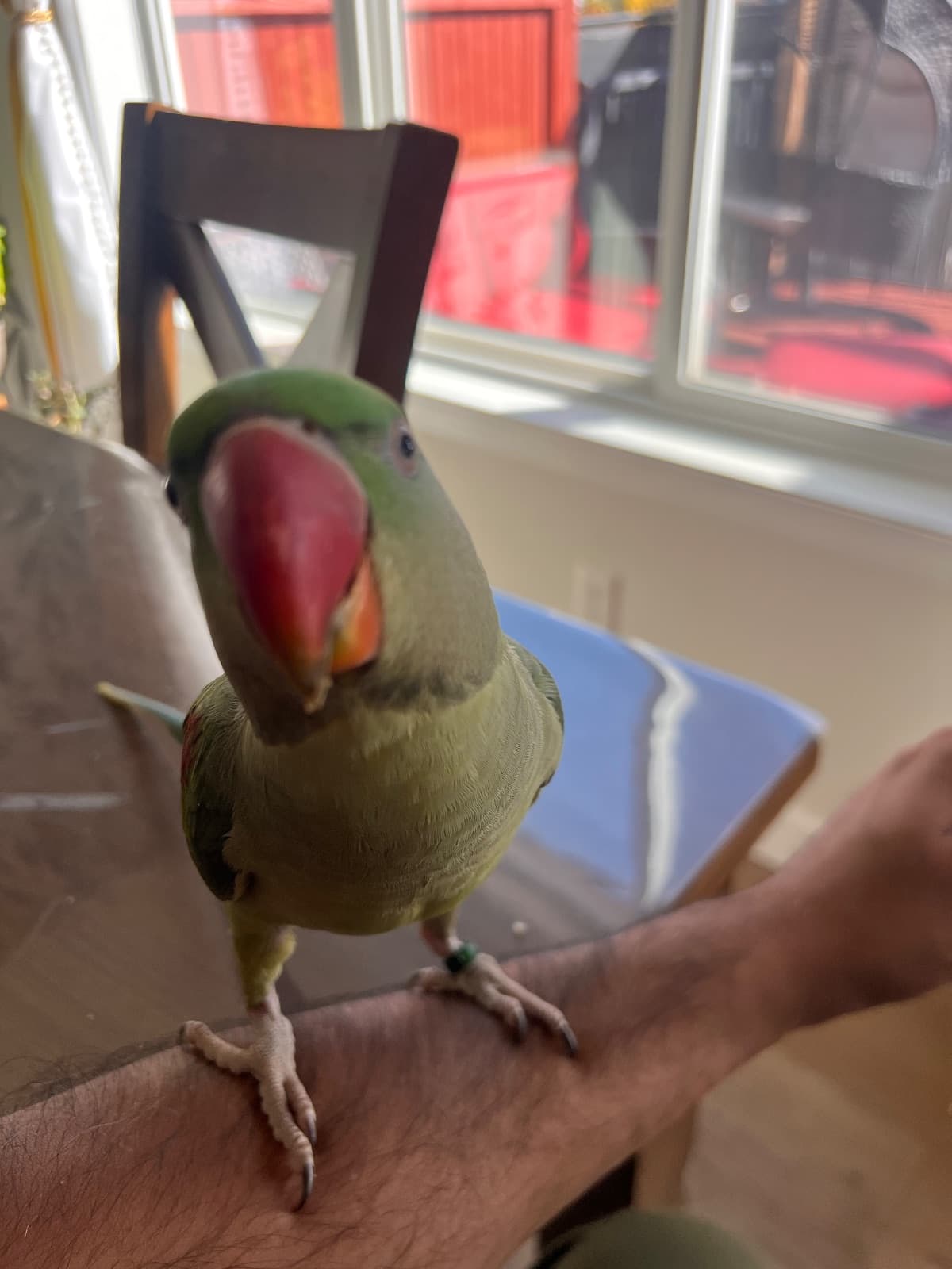 Mithu, un oiseau à adopter (Calgary, AB)