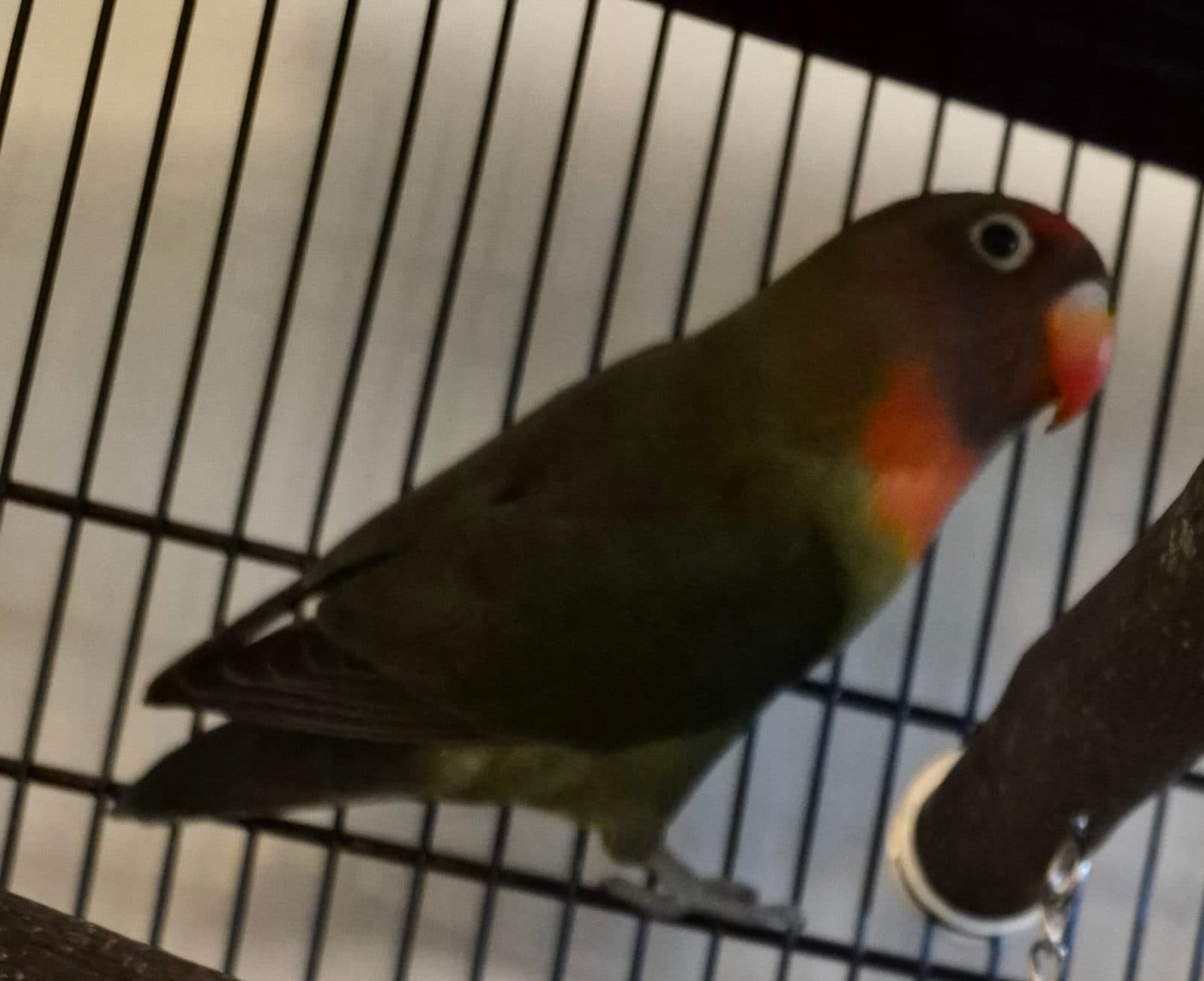 Mango, un inséparable à adopter (Ottawa, ON)