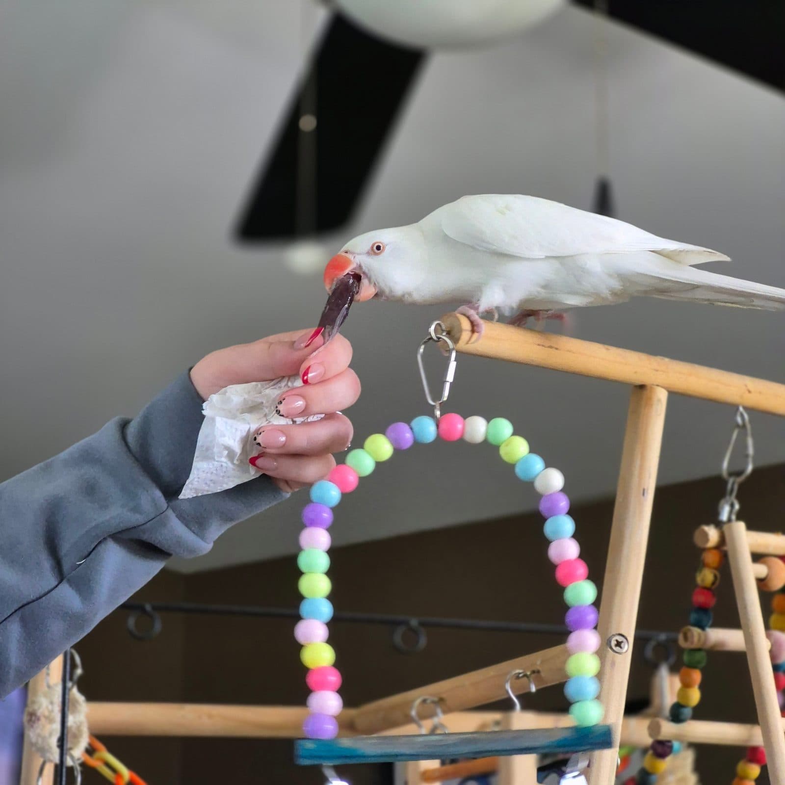 Pearl, a Ringneck available for adoption in Oshawa, ON