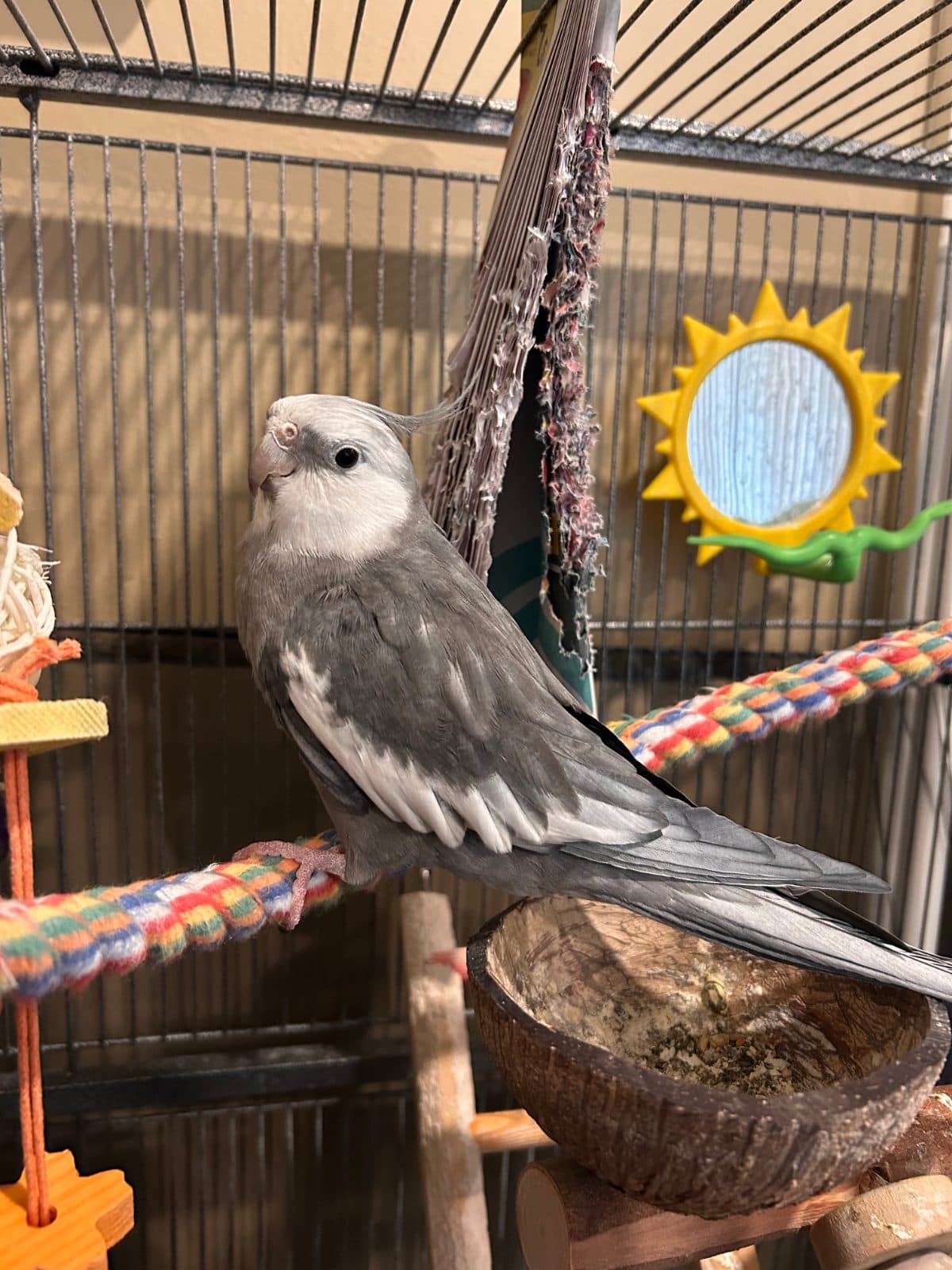 Onyx, une calopsitte à adopter (Kitchener, ON)