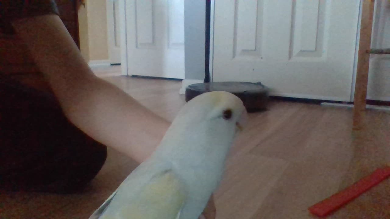 Unnamed lovebird, un inséparable à adopter (Hamilton, ON)