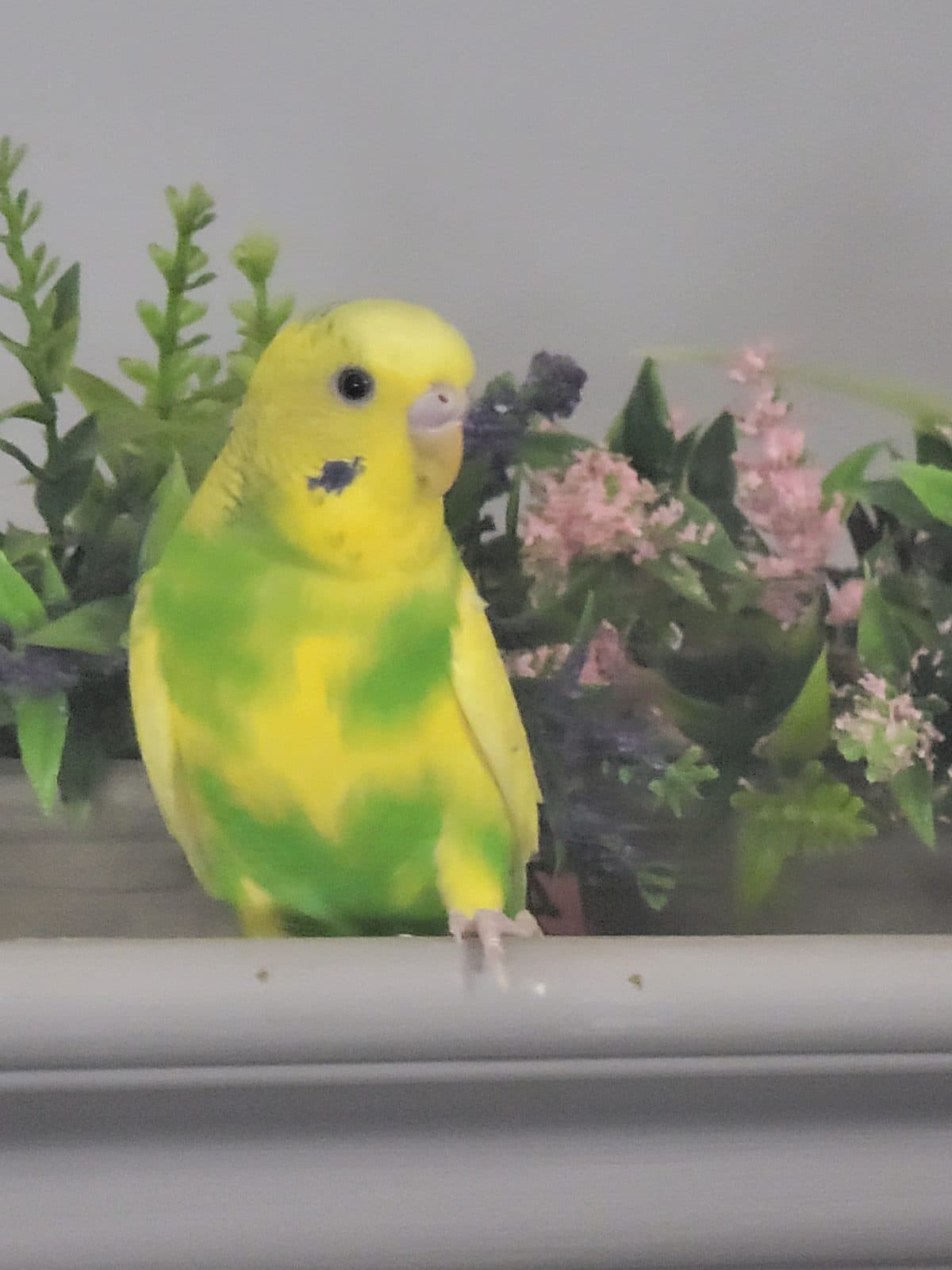 Leaf, une perruche ondulée à adopter (Edmonton, AB)