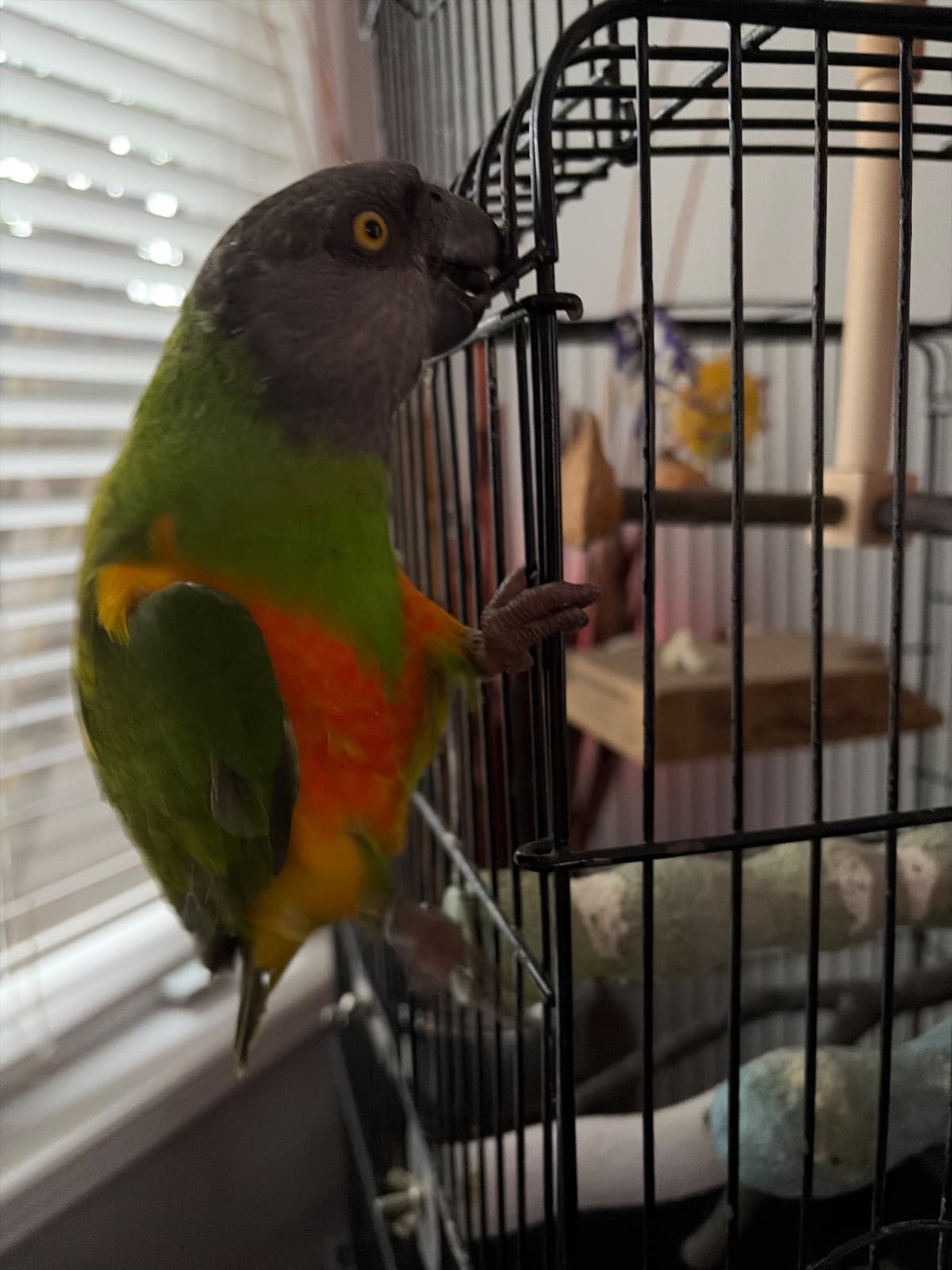 Mango, un youyou du Sénégal à adopter (Mississauga, ON)
