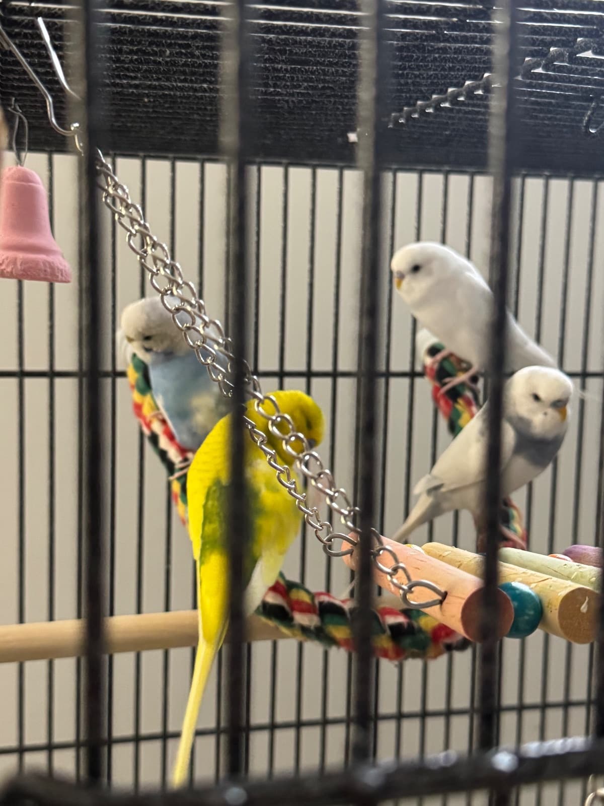 Lime, Sky, Marshmallow, fred, a Budgie available for adoption in Regina, SK