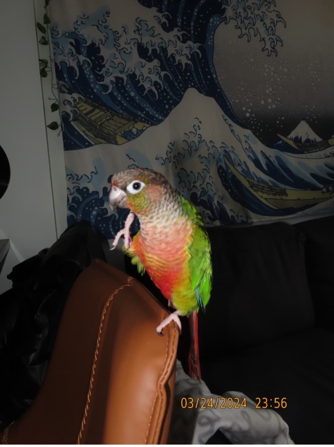 Plato, available for adoption — photo 1 of 5
