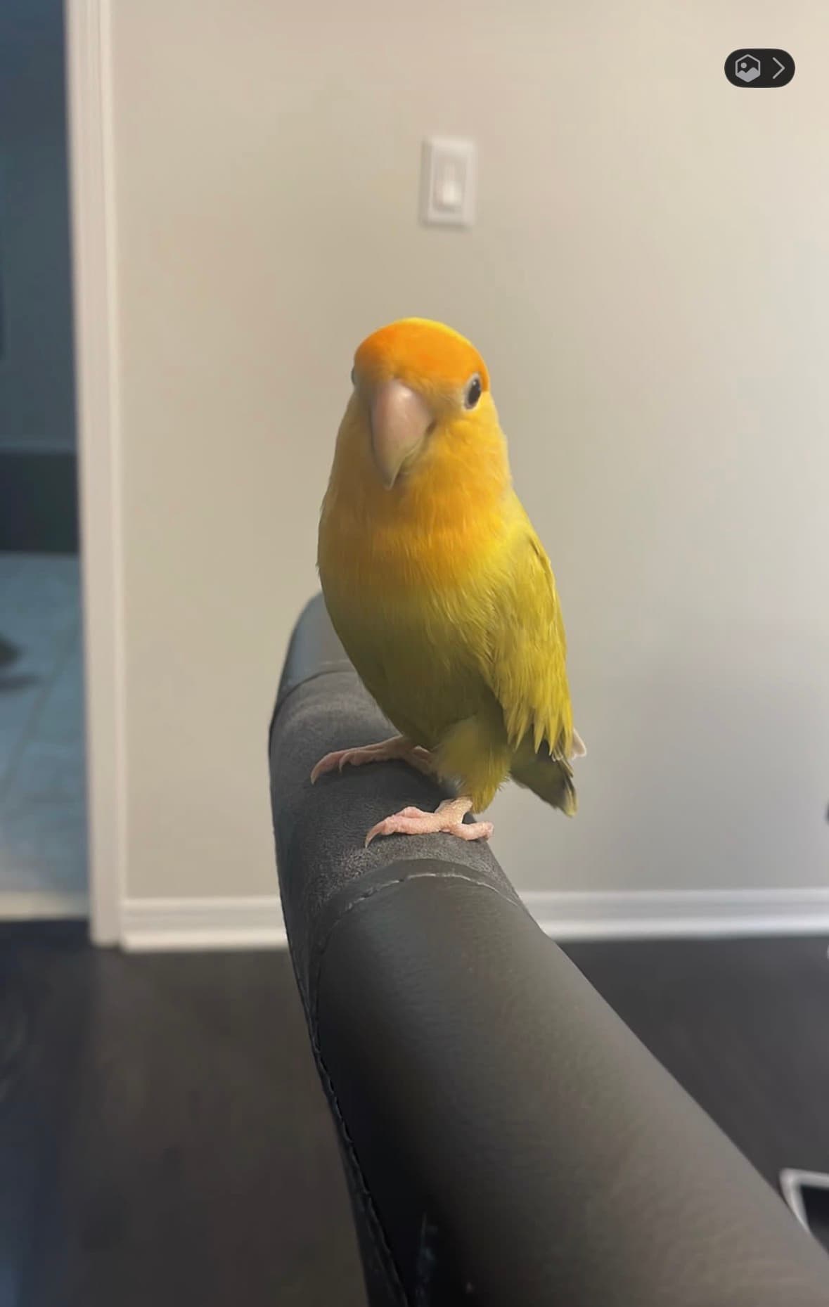 Happy, available for adoption — photo 1 of 2
