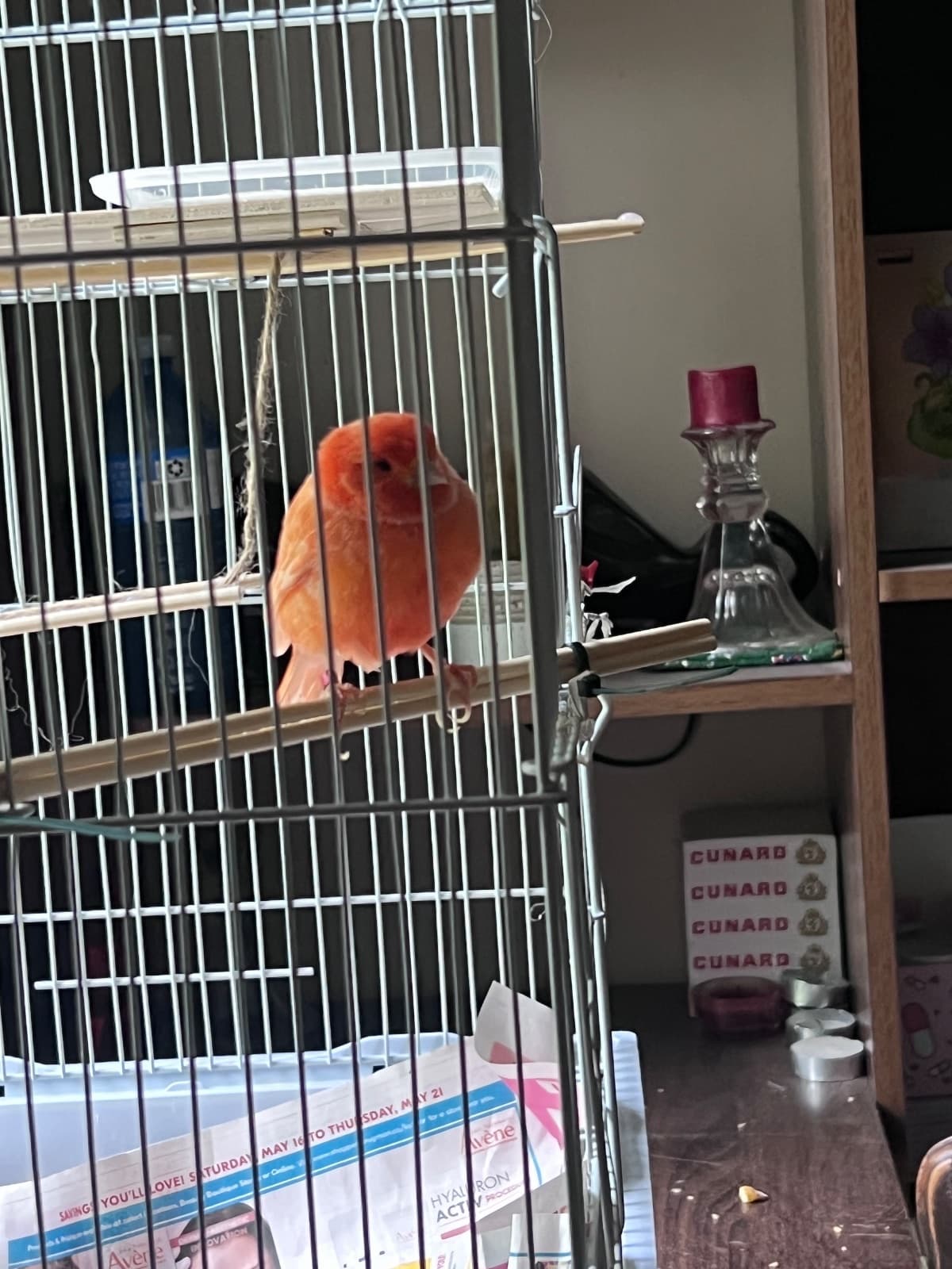 Peach, available for adoption — photo 1 of 1