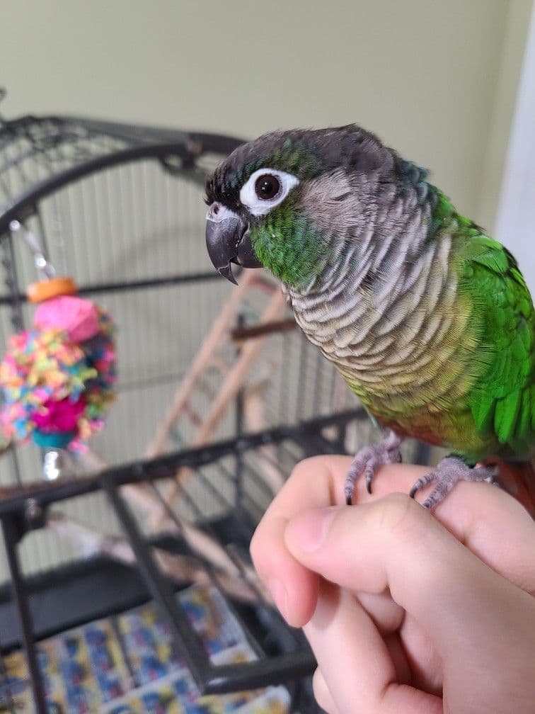 Kiwi, available for adoption — photo 1 of 5
