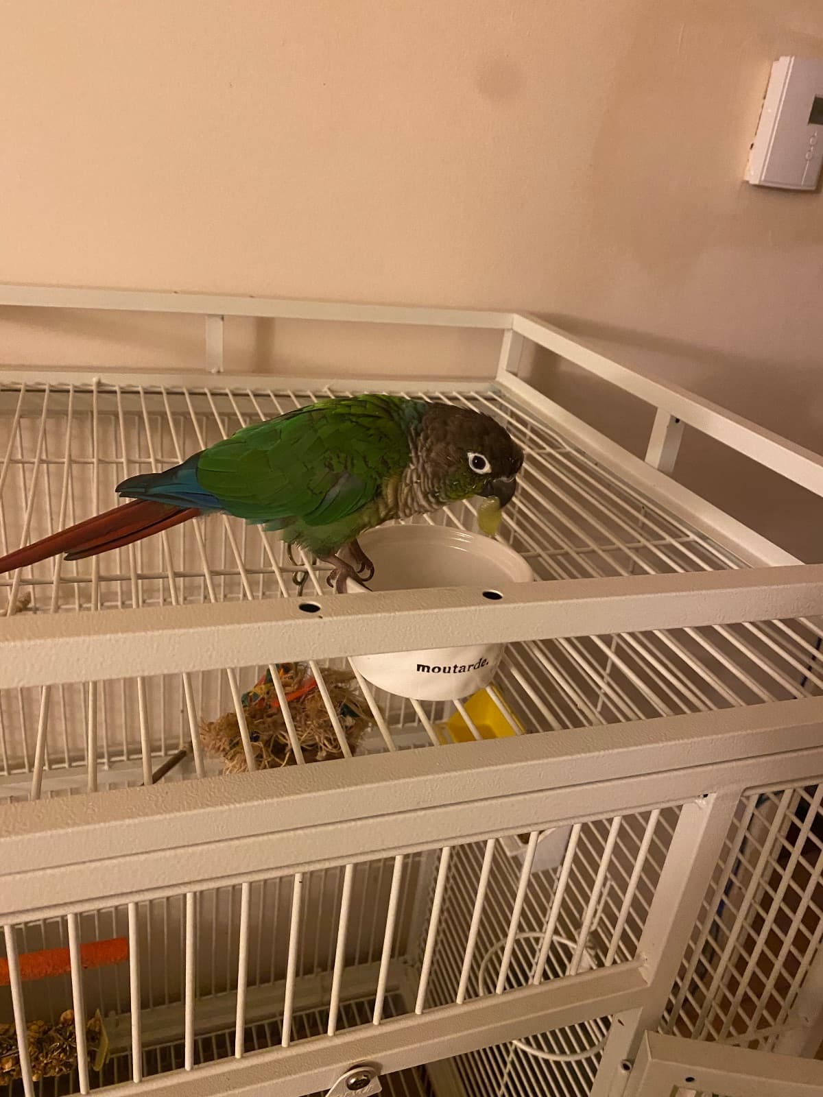 saima vaqas, available for adoption — photo 1 of 3