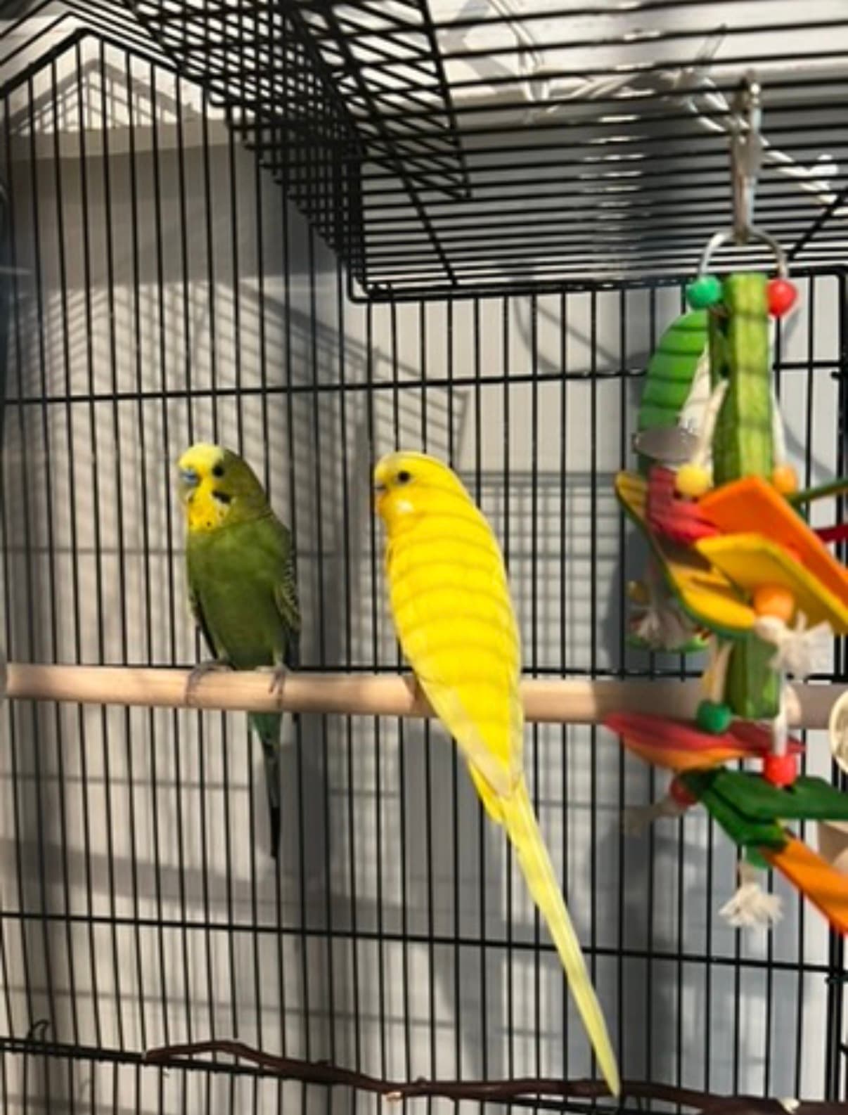 Chicky & Kanye Nest (ye), available for adoption — photo 1 of 3